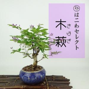 欅、盆栽、小品、鉢 けやき A3036☆ケヤキ 欅 葉物 小品盆栽☆「送料無料」浦部陽向園