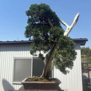 盆栽 真柏 樹高 約76cm しんぱく Juniperus chinensis シンパク ヒノキ科 常緑樹 観賞用 大型 現品