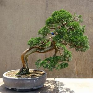 盆栽 真柏 樹高 約55cm しんぱく Juniperus chinensis シンパク ジン シャリ ヒノキ科 常緑樹 観賞用 大型 現品