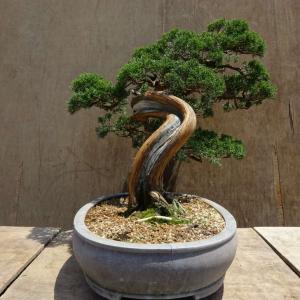 盆栽 真柏 樹高 約55cm しんぱく Jun...の詳細画像3