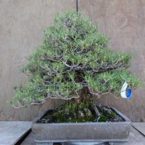 盆栽 松 黒松 樹高 約53cm くろまつ Pinus thunbergii クロマツ マツ科 常緑針葉樹 観賞用 大型 現品