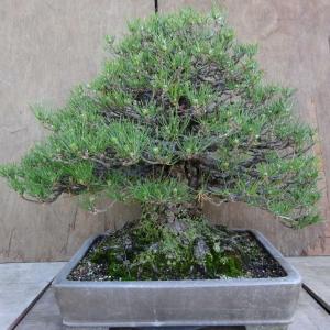 盆栽 松 黒松 樹高 約53cm くろまつ P...の詳細画像2