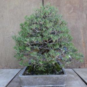 盆栽 松 黒松 樹高 約53cm くろまつ P...の詳細画像3