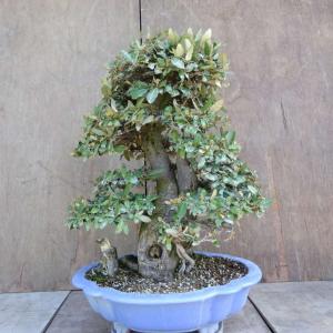 盆栽 寒茱萸 樹高 約63cm かんぐみ Elaeagnus カングミ グミ科 常緑樹 観賞用 大型 現品