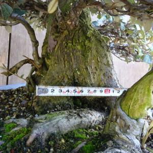 盆栽 寒茱萸 樹高 約63cm かんぐみ El...の詳細画像5