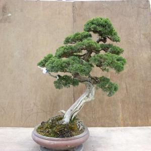 盆栽 真柏 樹高 約74cm しんぱく Juniperus chinensis シンパク ジン シャリ ヒノキ科 常緑樹 観賞用 大型 現品