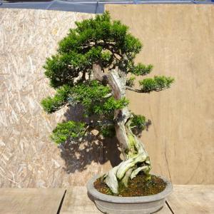 盆栽 一位 樹高 約94cm いちい Taxus cuspidata イチイ イチイ科 常緑針葉樹 観賞用 大型 現品