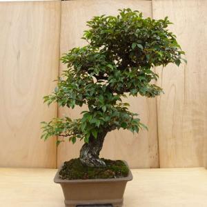 盆栽 寒茱萸 樹高 約91cm かんぐみ Elaeagnus カングミ グミ科 常緑樹 観賞用 大型 現品