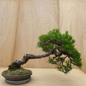 盆栽 松 赤松 樹高 約45cm あかまつ Pinus densiflora アカマツ red pine マツ科 常緑樹 観賞用 大型 現品