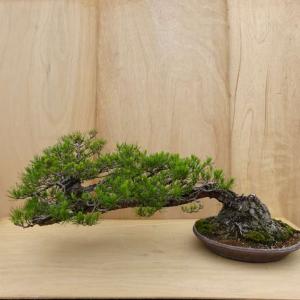 盆栽 松 赤松 樹高 約45cm あかまつ Pinus densiflora アカマツ red pine シャリ マツ科 常緑樹 観賞用 大型 現品