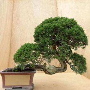 盆栽 真柏 樹高 上下 約57cm しんぱく Juniperus chinensis シンパク ジン シャリ ヒノキ科 常緑樹 観賞用 大型 現品