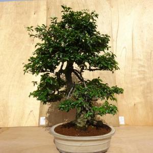 盆栽 定家葛 樹高 約94cm ていかかずら ...の詳細画像2