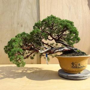 盆栽 真柏 樹高 約80cm しんぱく Juniperus chinensis シンパク ジン シャリ ヒノキ科 常緑樹 観賞用 大型 現品