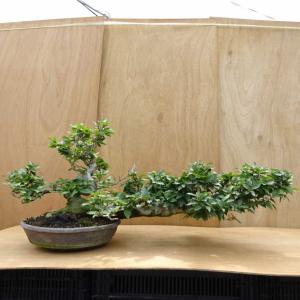 盆栽 山毛欅 樹高 約49cm ぶな Fagus crenata ブナ ブナ科 落葉樹 観賞用 大型 現品