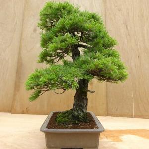 盆栽 松 五葉松 樹高 約70cm ごようまつ...の詳細画像1