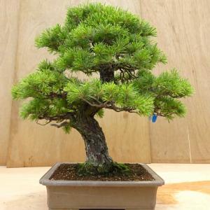 盆栽 松 五葉松 樹高 約70cm ごようまつ...の詳細画像2