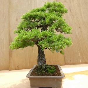 盆栽 松 五葉松 樹高 約70cm ごようまつ...の詳細画像3