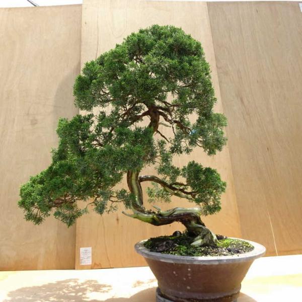 盆栽 真柏 樹高 約80cm しんぱく Juniperus chinensis シンパク ジン シャ...