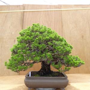 盆栽 松 黒松 万松宝 樹高 約57cm くろまつ Pinus thunbergii クロマツ マツ科 常緑針葉樹 観賞用 大型 現品