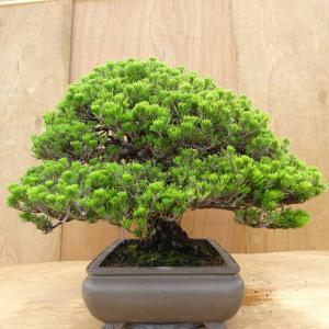 盆栽 松 黒松 万松宝 樹高 約57cm くろ...の詳細画像1