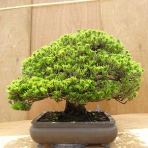 盆栽 松 黒松 万松宝 樹高 約57cm くろ...の詳細画像2