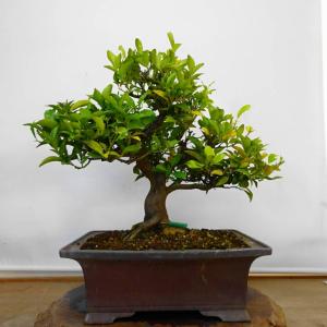 盆栽 橘 樹高 約 45cm たちばな Citrus tachibana タチバナ ミカン科 常緑樹 鑑賞用 観賞用 大型 現品