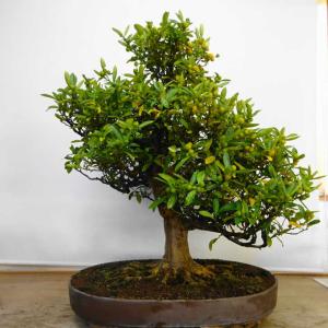 盆栽 金豆 樹高 約 75cm きんず Fortunella hindsii キンズ マメキンカン ミカン科 キンカン属 常緑樹 鑑賞用 観賞用 大型 現品
