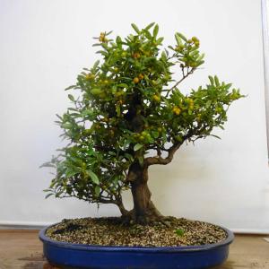 盆栽 金豆 樹高 約 66cm きんず Fortunella hindsii キンズ マメキンカン ミカン科 キンカン属 鑑賞用 常緑樹 観賞用 大型 現品