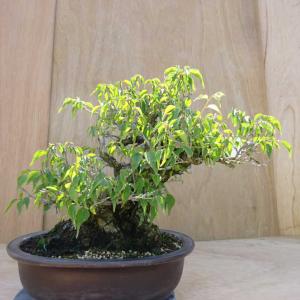 盆栽 梅 甲州野梅 樹高 約36cm うめ Prunus mume ウメ 花梅 バラ科 落葉樹 観賞用 中型 現品