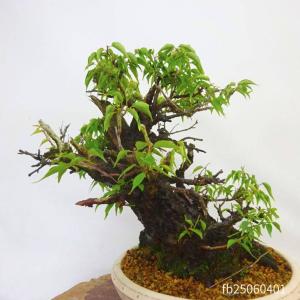 盆栽 梅 甲州野梅 樹高 約 36cm うめ ...の詳細画像2