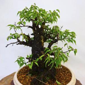 盆栽 梅 甲州野梅 樹高 約 36cm うめ ...の詳細画像3