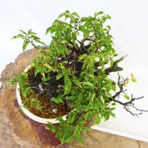 盆栽 梅 甲州野梅 樹高 約 36cm うめ ...の詳細画像4