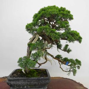 盆栽 真柏 樹高 約56cm しんぱく Juniperus chinensis シンパク ジン シャリ ヒノキ科 常緑樹 観賞用 中型 現品