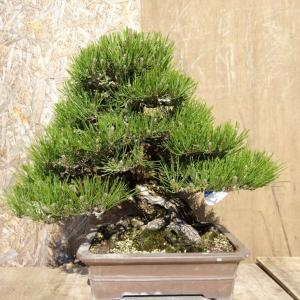 盆栽 松 黒松 樹高 約49cm くろまつ Pinus thunbergii クロマツ マツ科 常緑針葉樹 観賞用 中型 現品