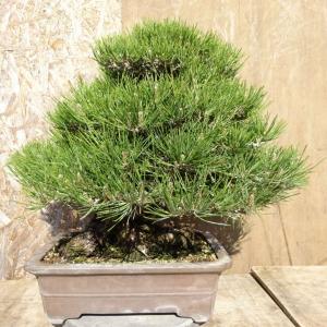 盆栽 松 黒松 樹高 約49cm くろまつ P...の詳細画像2
