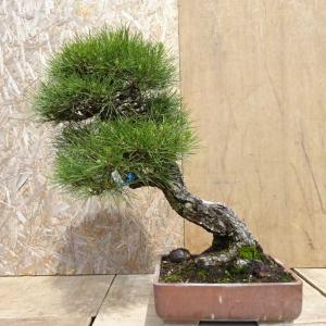 盆栽 松 黒松 樹高 約58cm くろまつ Pinus thunbergii クロマツ マツ科 常緑針葉樹 観賞用 中型 現品