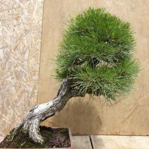 盆栽 松 黒松 樹高 約58cm くろまつ P...の詳細画像2