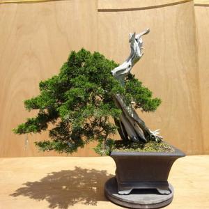盆栽 真柏 樹高 約54cm しんぱく Juniperus chinensis シンパク ジン シャリ ヒノキ科 常緑樹 観賞用 中型 現品