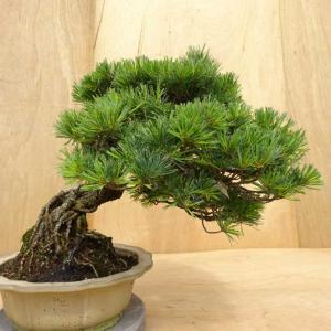 盆栽 松 五葉松 樹高 約36cm ごようまつ Pinus parviflora ゴヨウマツ マツ科 常緑針葉樹 観賞用 中型 現品