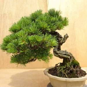 盆栽 松 五葉松 樹高 約36cm ごようまつ...の詳細画像2