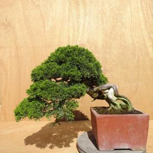 盆栽 真柏 樹高 約34cm しんぱく Juniperus chinensis シンパク ジン シャリ ヒノキ科 常緑樹 観賞用 中型 現品