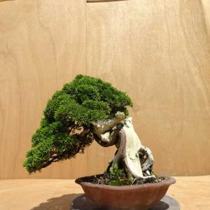盆栽 真柏 樹高 約30cm しんぱく Juniperus chinensis シンパク ジン シャリ ヒノキ科 常緑樹 観賞用 中型 現品