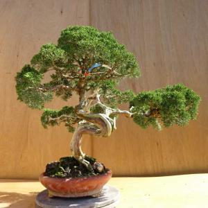 盆栽 真柏 樹高 約51cm しんぱく Juniperus chinensis シンパク ジン シャリ ヒノキ科 常緑樹 観賞用 中型 現品