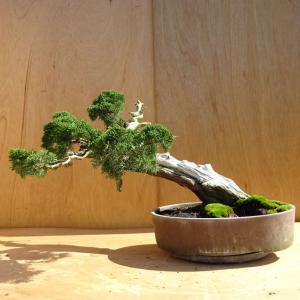 盆栽 真柏 樹高 約41cm しんぱく Juniperus chinensis シンパク ジン シャリ ヒノキ科 常緑樹 観賞用 中型 現品