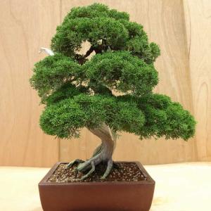 盆栽 真柏 樹高 約57cm しんぱく Jun...の詳細画像2