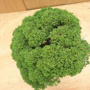 盆栽 真柏 樹高 約57cm しんぱく Jun...の詳細画像4