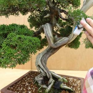 盆栽 真柏 樹高 約57cm しんぱく Jun...の詳細画像5