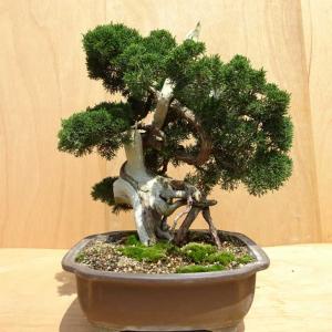 盆栽 真柏 樹高 約58cm しんぱく Juniperus chinensis シンパク ジン シャリ ヒノキ科 常緑樹 観賞用 中型 現品