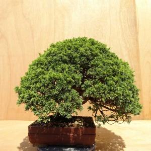 盆栽 真柏 樹高 約46cm しんぱく Juniperus chinensis シンパク ジン シャリ ヒノキ科 常緑樹 観賞用 中型 現品