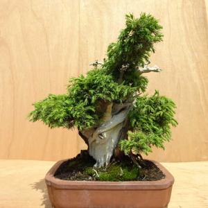盆栽 松 杜松 樹高 約40cm としょう Juniperus rigida トショウ ジン シャリ ヒノキ科 常緑針葉樹 観賞用 中型 現品
